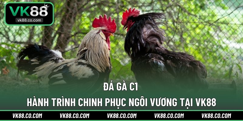 Đá Gà C1 | Hành Trình Chinh Phục Ngôi Vương Tại VK88