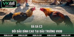 Đá Gà C3 | Đối Đầu Đỉnh Cao Tại Đấu Trường VK88
