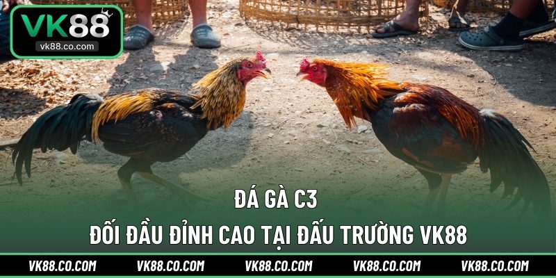 Đá Gà C3 | Đối Đầu Đỉnh Cao Tại Đấu Trường VK88