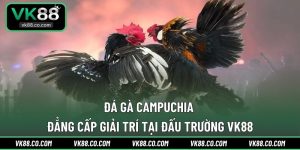 Đá Gà Campuchia - Đẳng Cấp Giải Trí Tại Đấu Trường VK88