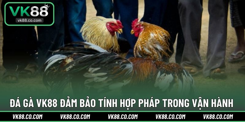 Đá Gà VK88 đảm bảo tính hợp pháp trong vận hành 