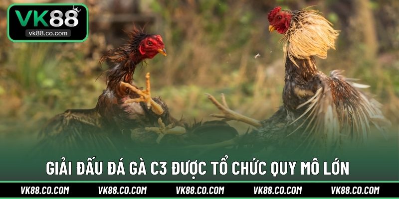 Giải đấu Đá Gà C3 được tổ chức quy mô lớn 