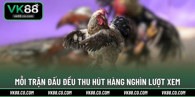 Mỗi trận đấu đều thu hút hàng nghìn lượt xem