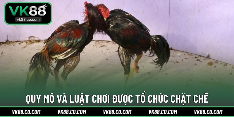 Quy mô và luật chơi được tổ chức chặt chẽ