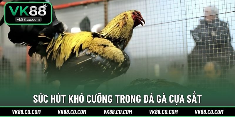 Sức hút khó cưỡng trong đá gà cựa sắt