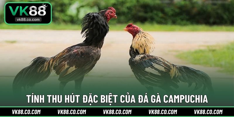 Tính thu hút đặc biệt của đá gà Campuchia